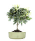 Osmanthus