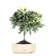 Osmanthus