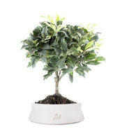 Osmanthus