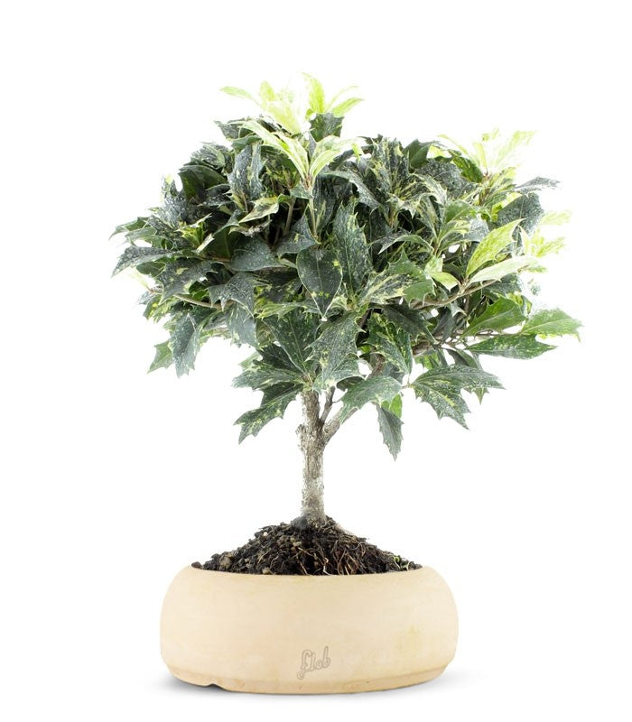 Osmanthus