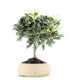 Osmanthus
