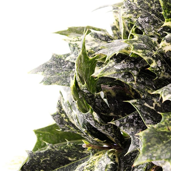 Osmanthus