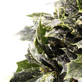 Osmanthus