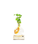 Syngonium sfera con led