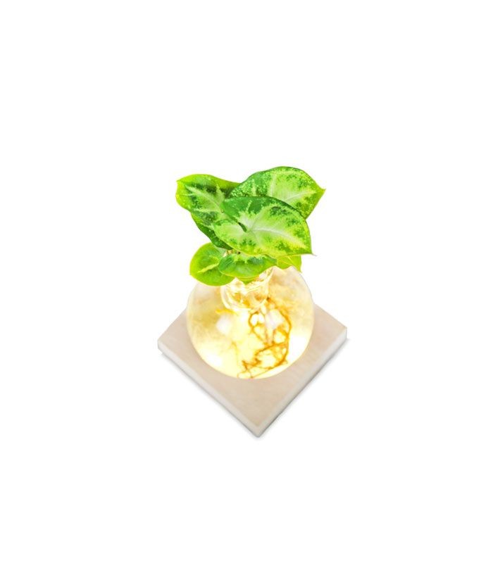 Syngonium sfera con led