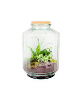 Terrarium in vetro