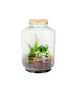 Terrarium in vetro