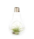 Tillandsia in vetro Flob