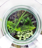 Terrarium in vetro