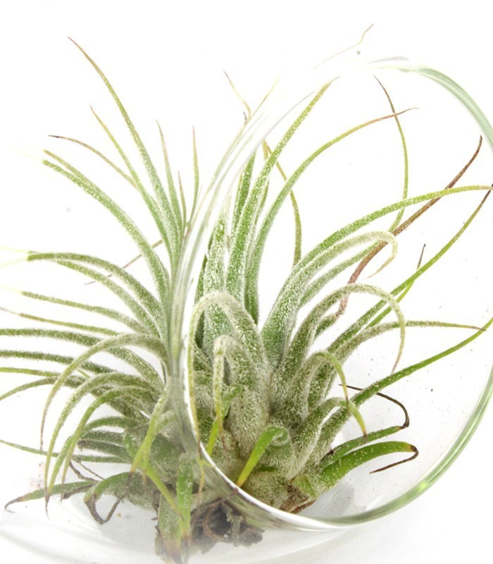 Tillandsia in vetro Flob