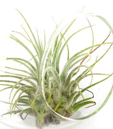 Tillandsia in vetro Flob