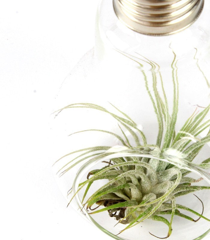 Tillandsia in vetro Flob