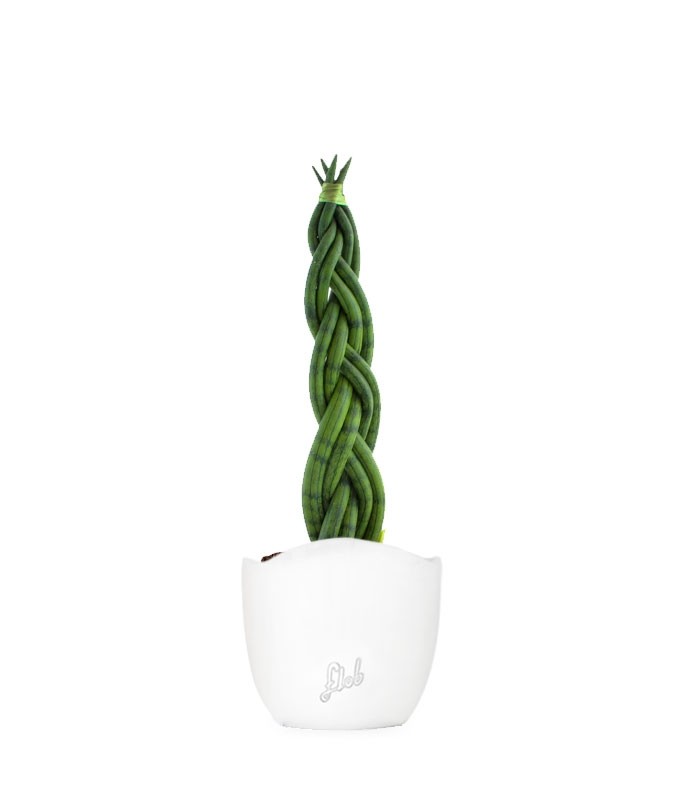 Sansevieria Twister