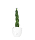 Sansevieria Twister