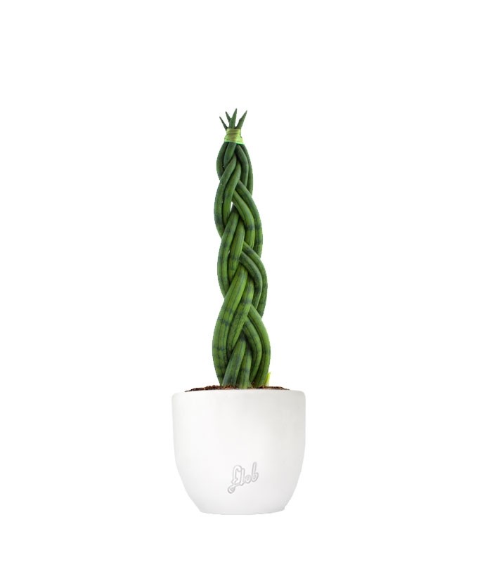 Sansevieria Twister