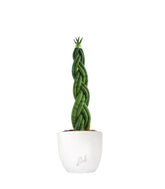 Sansevieria Twister