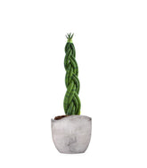 Sansevieria Twister