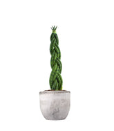 Sansevieria Twister