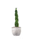 Sansevieria Twister