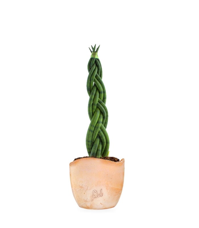 Sansevieria Twister