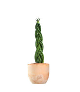 Sansevieria Twister