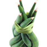 Sansevieria Twister