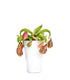 Nepenthes Hookeriana