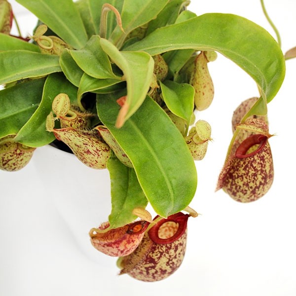 Nepenthes Hookeriana