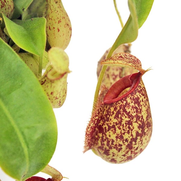 Nepenthes Hookeriana