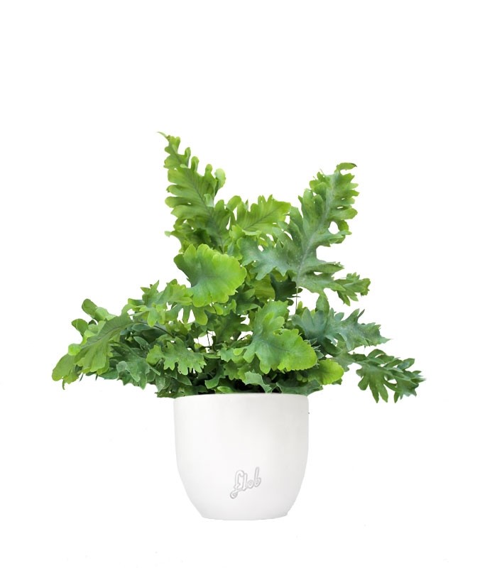 Phlebodium Aureum "Davana" | Felce