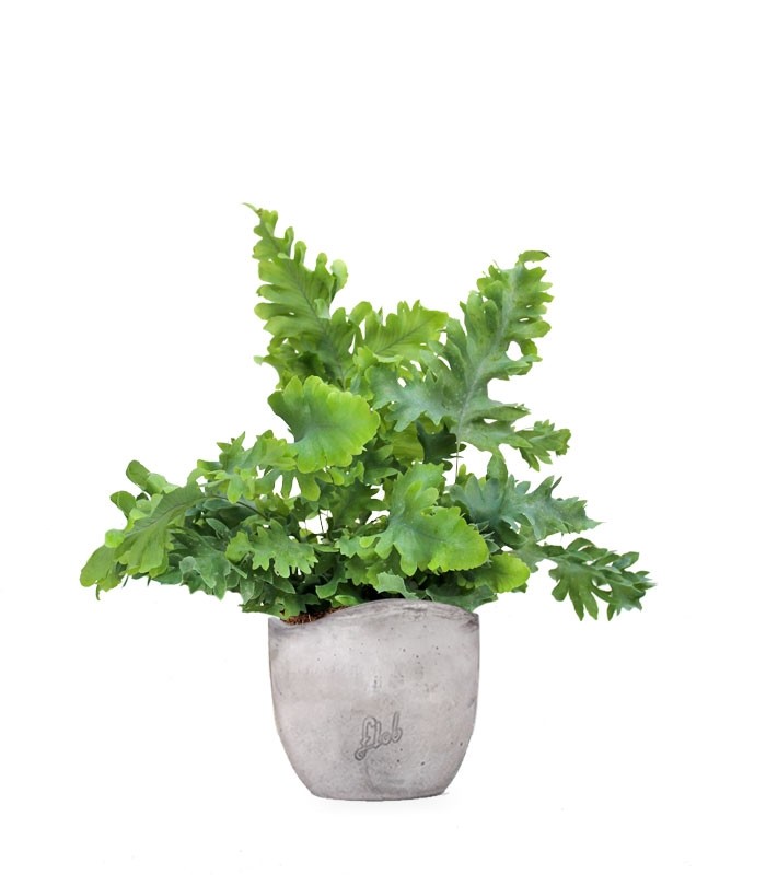 Phlebodium Aureum "Davana" | Felce