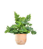 Phlebodium Aureum "Davana" | Felce