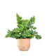 Phlebodium Aureum "Davana" | Felce