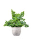 Phlebodium Aureum "Davana" | Felce