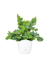 Phlebodium Aureum "Davana" | Felce