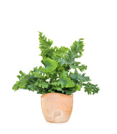 Phlebodium Aureum "Davana" | Felce