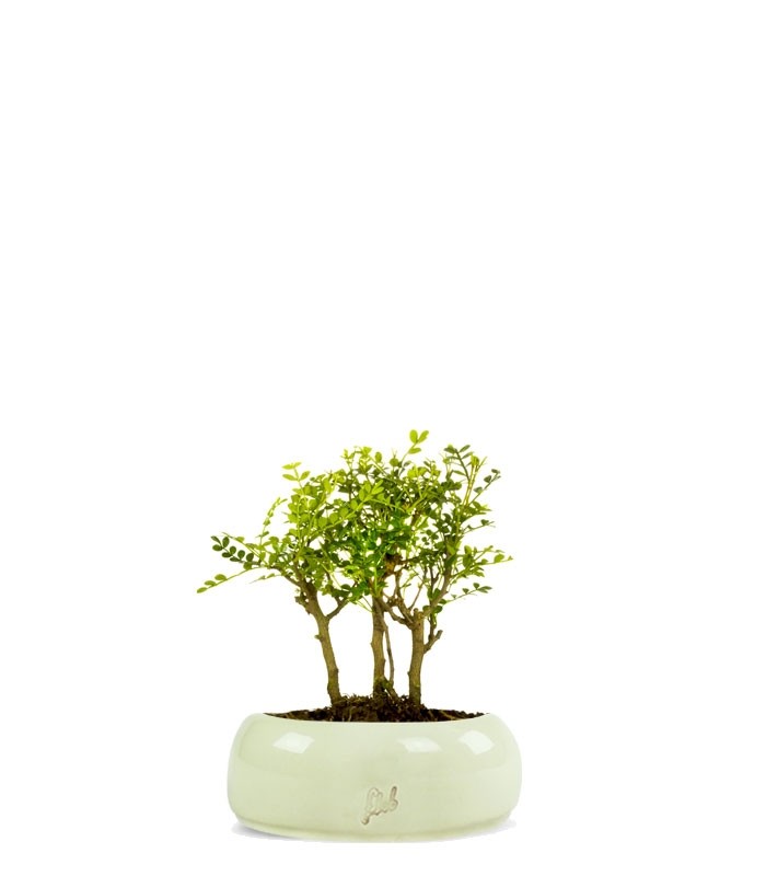 Pepe Boschetto