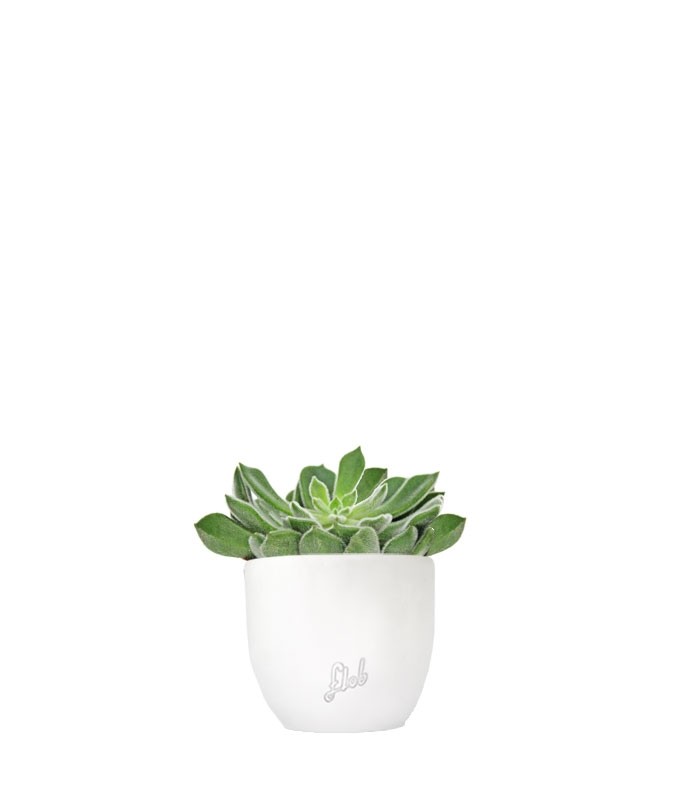 Echeveria Setosa
