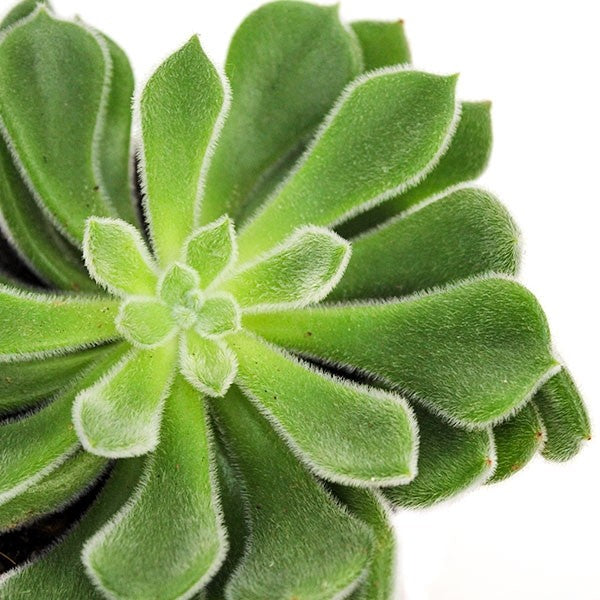 Echeveria Setosa