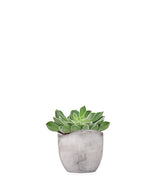 Echeveria Setosa