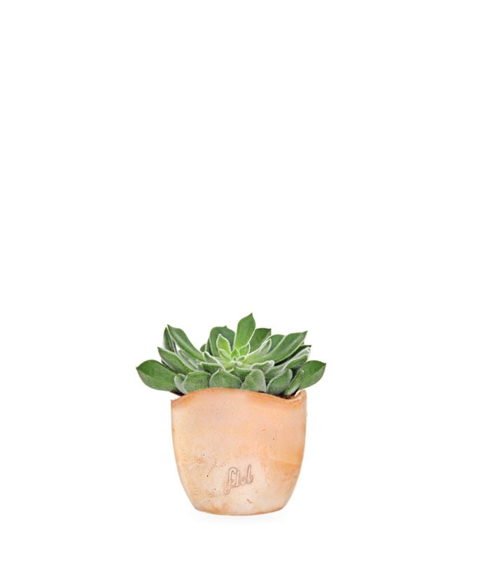 Echeveria Setosa