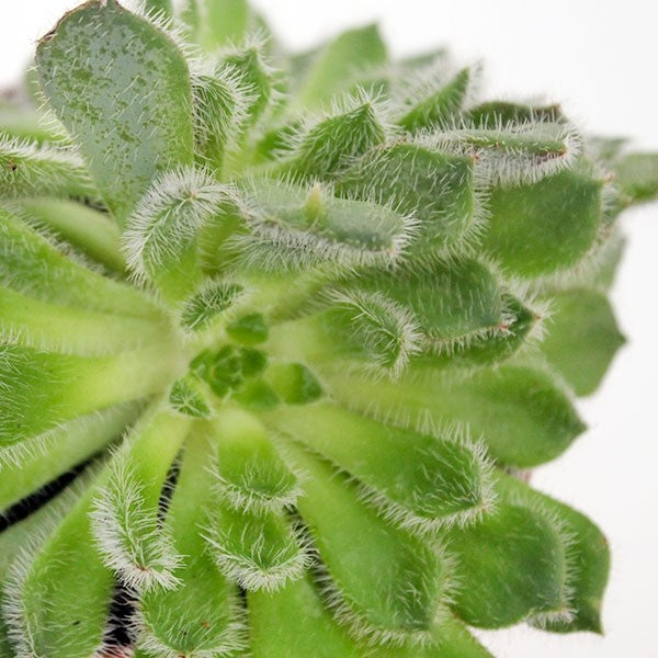 Echeveria Setosa "Deminuta"