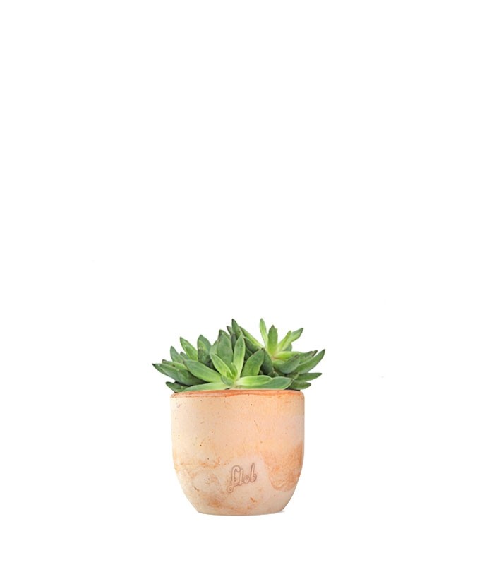 Pachyveria Glauca