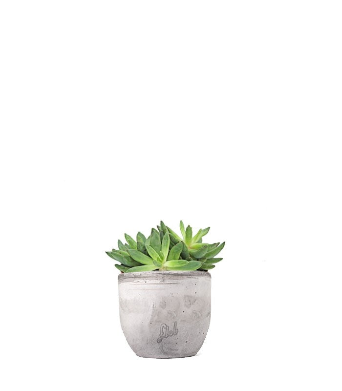 Pachyveria Glauca