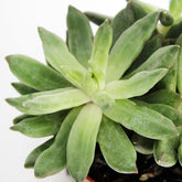 Pachyveria Glauca