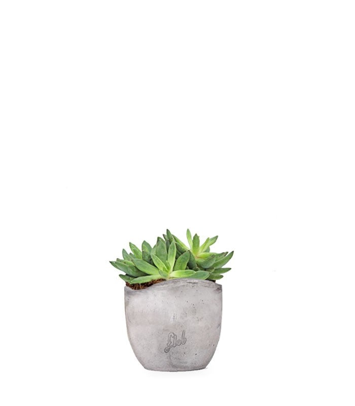 Pachyveria Glauca