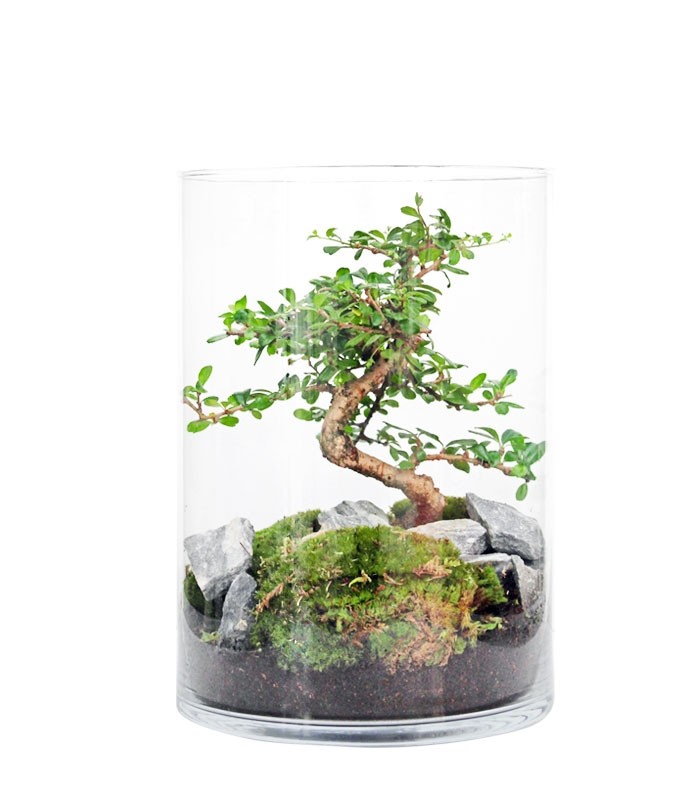 Carmona Bonsai in Terrarium 
