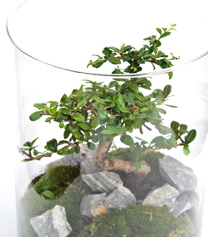 Carmona Bonsai in Terrarium 