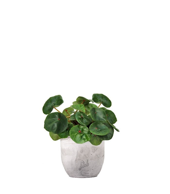 Begonia Red Ruby