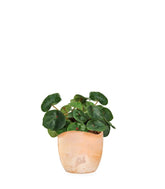 Begonia Red Ruby
